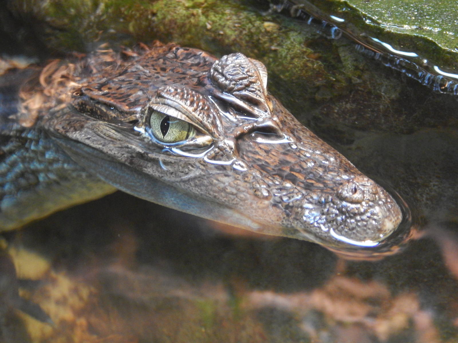 Jan. 2014 - Gator Alley - Spectacled Caiman
