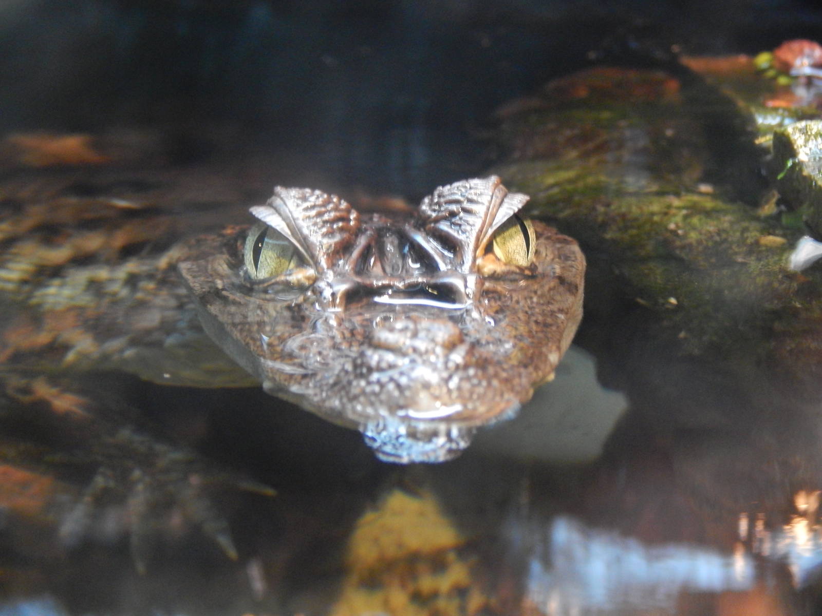 Jan. 2014 - Gator Alley - Spectacled Caiman