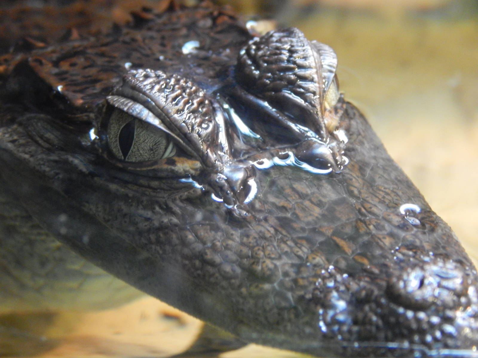 Jan. 2014 - Gator Alley - Spectacled Caiman