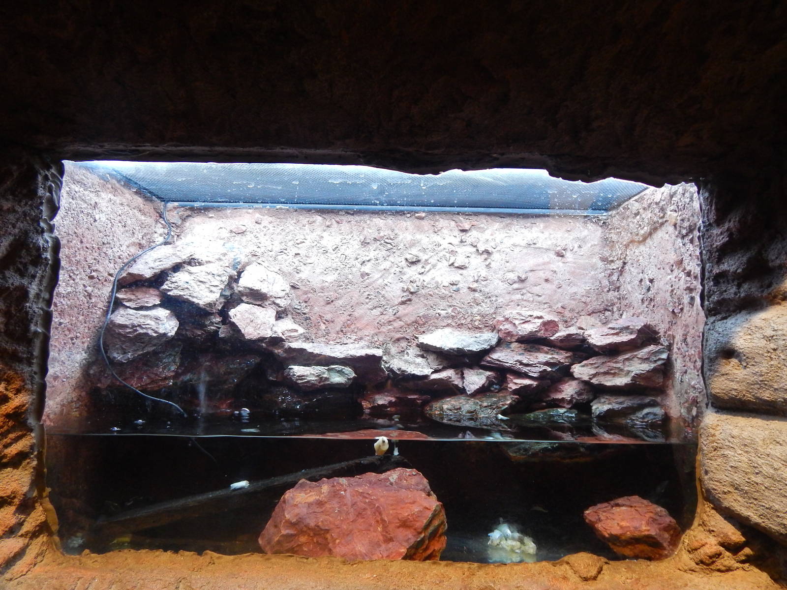 Jan. 2014 - Gator Alley - Stinkpot Turtle Exhibit