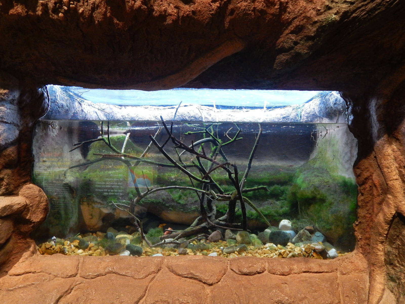 Jan. 2014 - Gator Alley - Tentacled Snake Exhibit