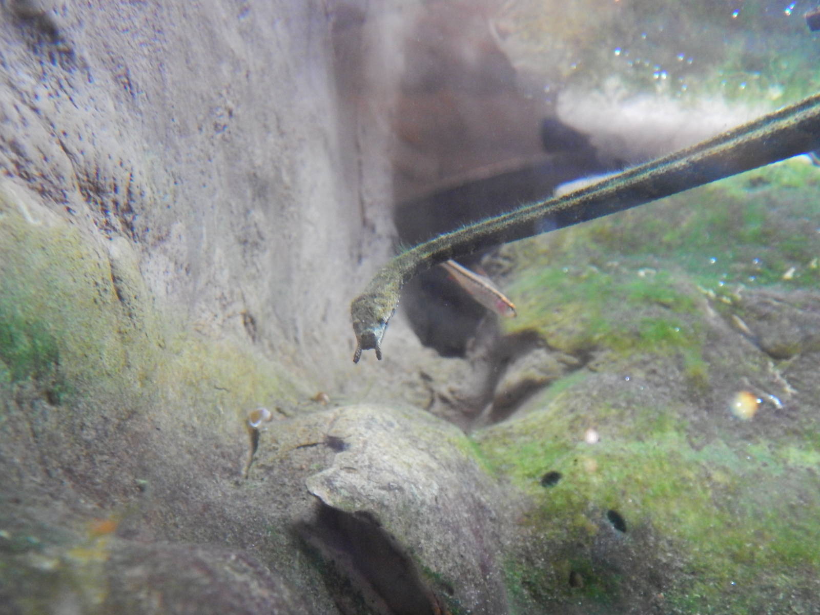 Jan. 2014 - Gator Alley - Tentacled Snake