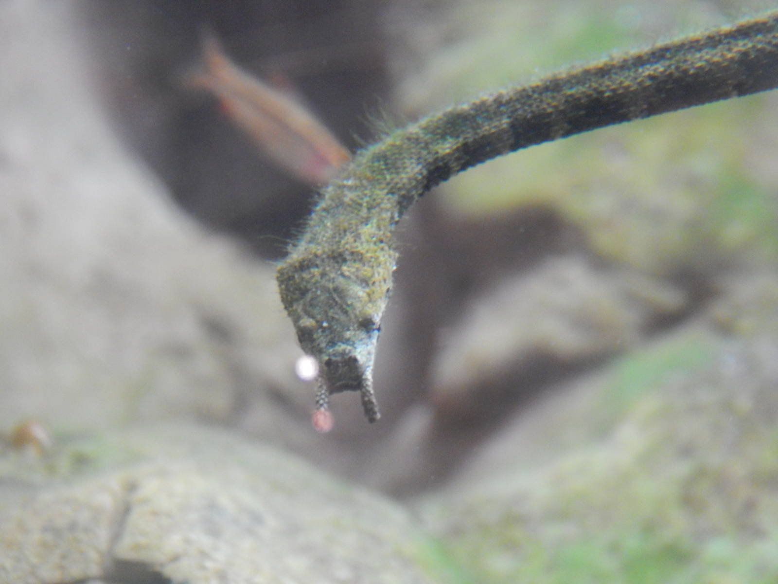 Jan. 2014 - Gator Alley - Tentacled Snake