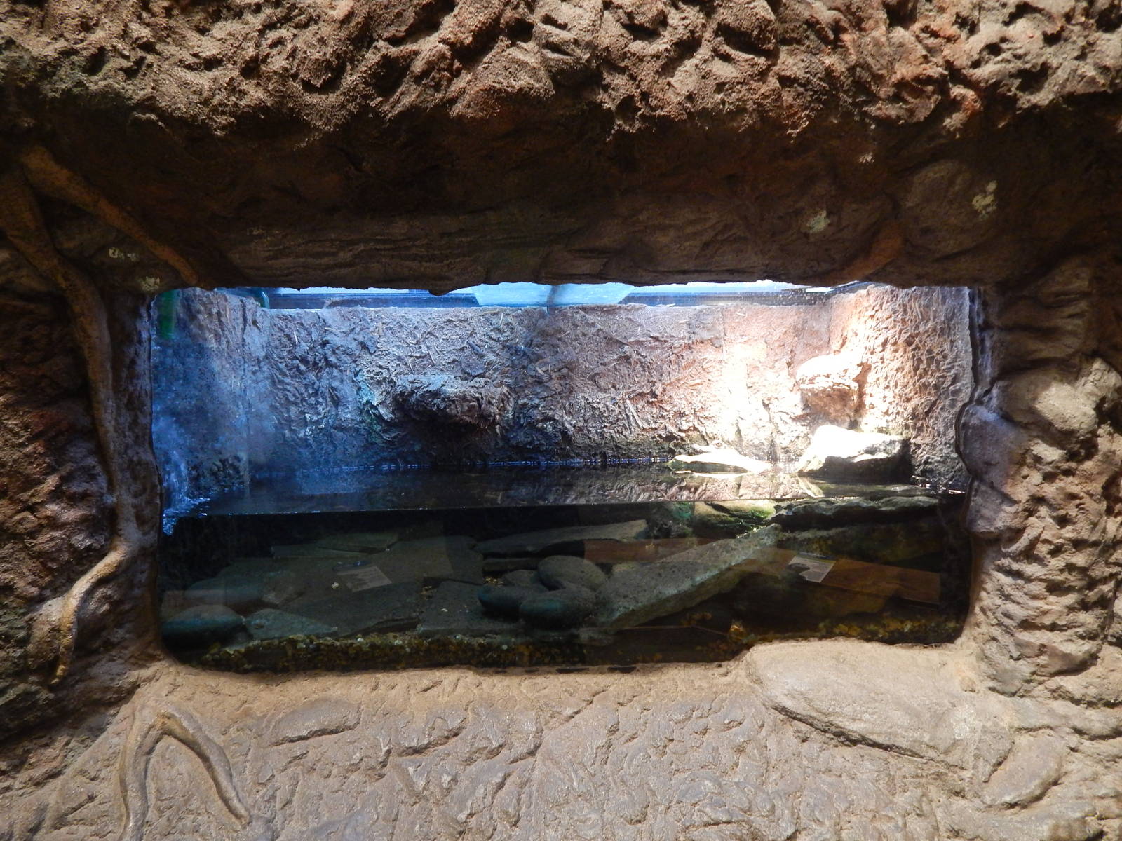 Jan. 2014 - Gator Alley - West African Dwarf Crocodile Exhibit