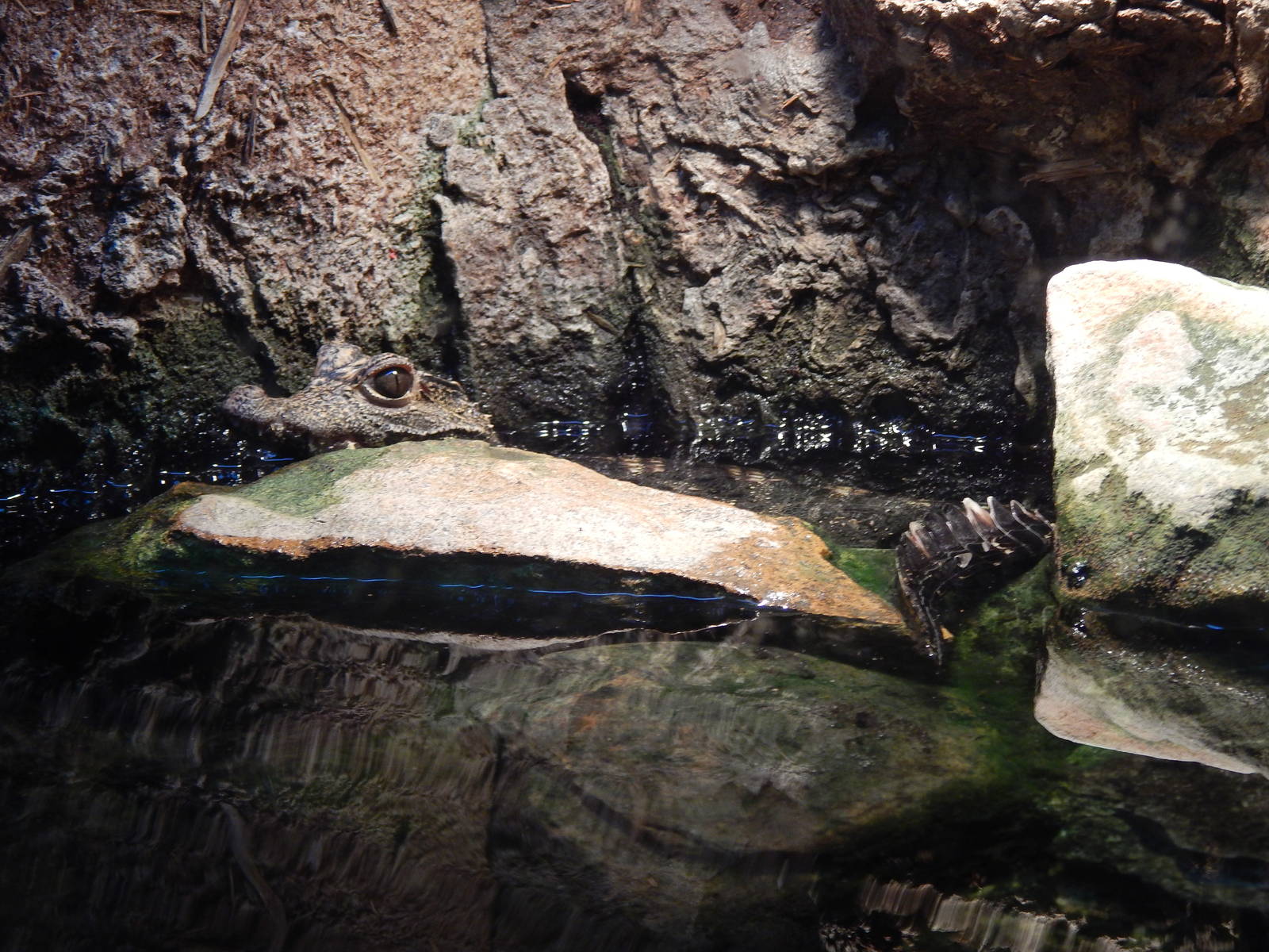 Jan. 2014 - Gator Alley - West African Dwarf Crocodile