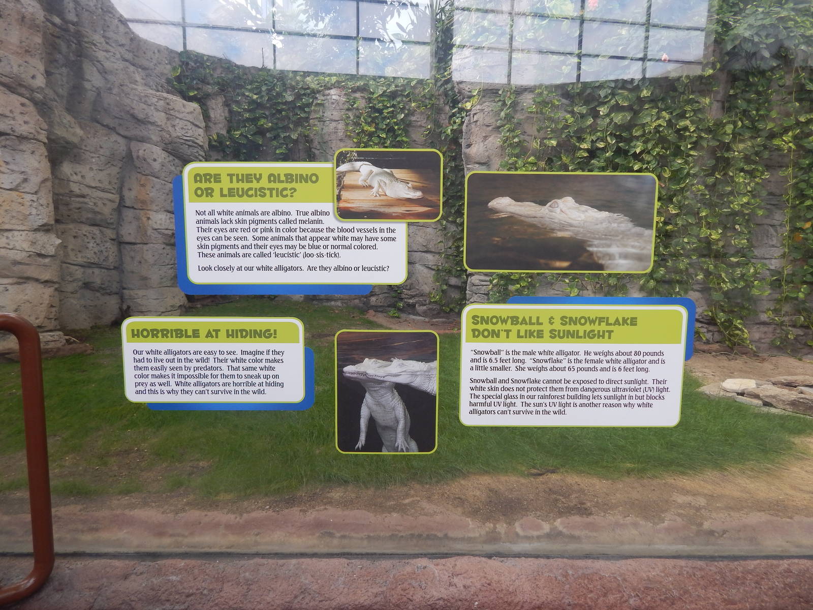 Jan. 2014 - Rainforest - Info on the White Alligator