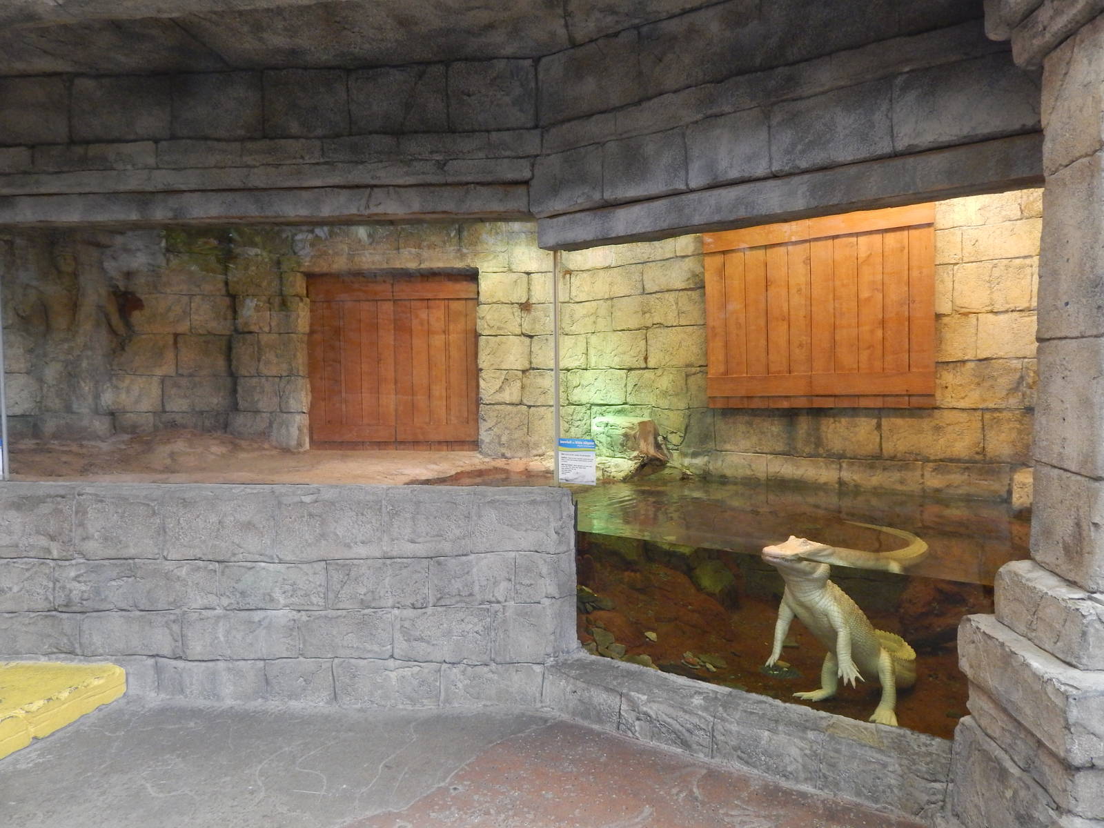 Jan. 2014 - Rainforest - White Alligator Exhibit - Home to Snowball