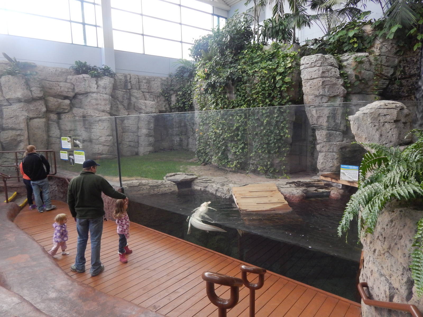 Jan. 2014 - Rainforest - White Alligator Exhibit - Home to Snowflake