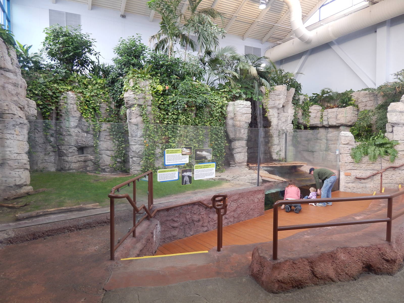 Jan. 2014 - Rainforest - White Alligator Exhibit - Home to Snowflake