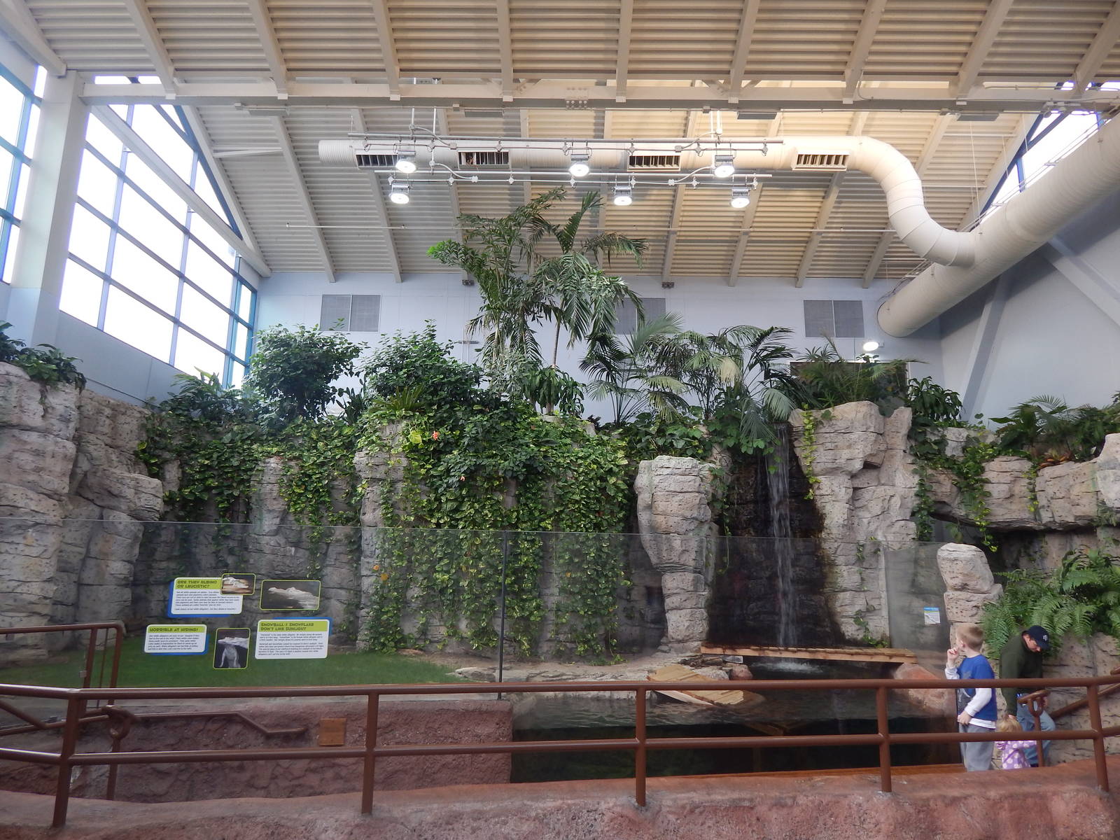 Jan. 2014 - Rainforest - White Alligator Exhibit - Home to Snowflake