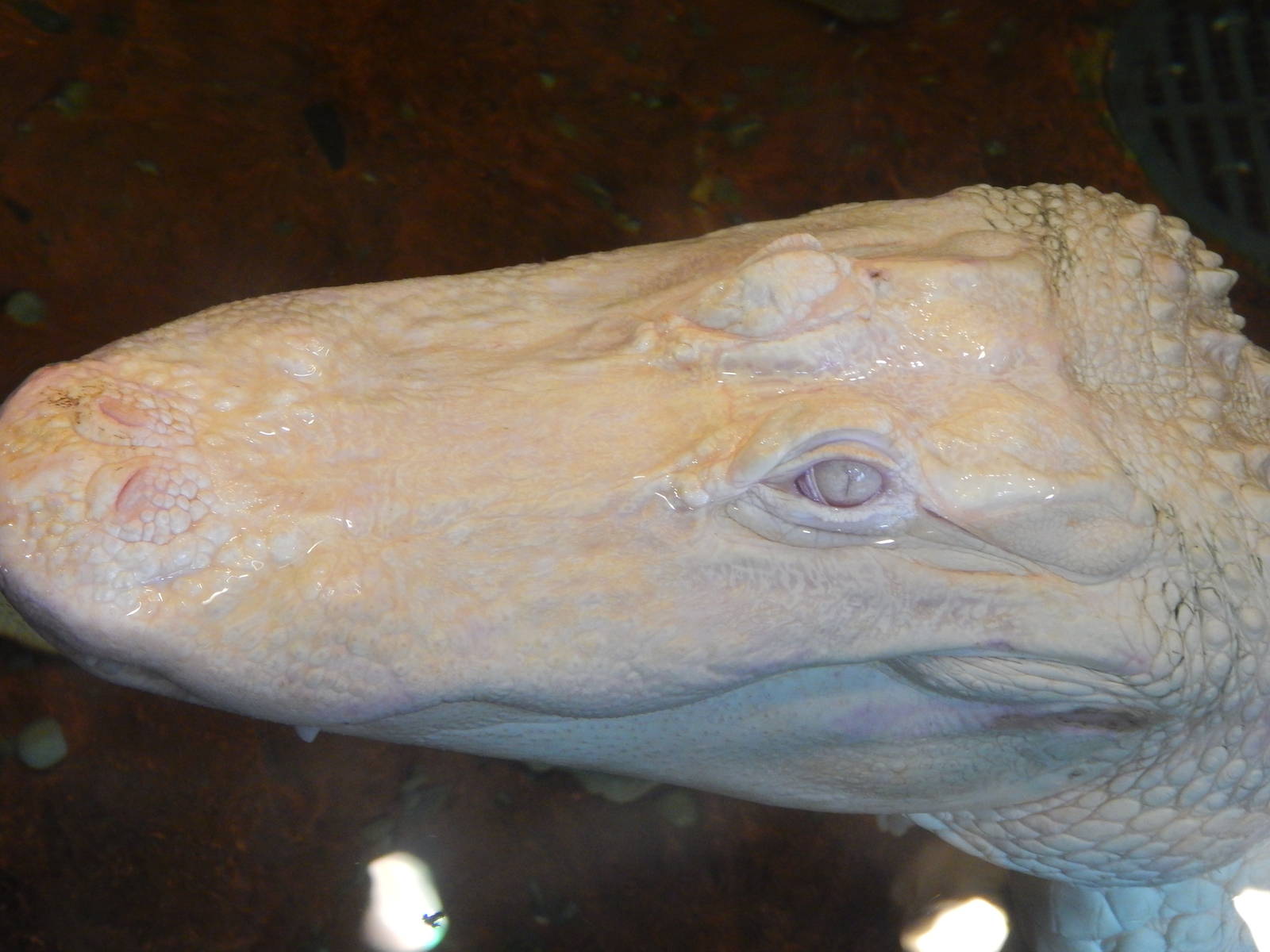 Jan. 2014 - Rainforest - White Alligator - Snowball