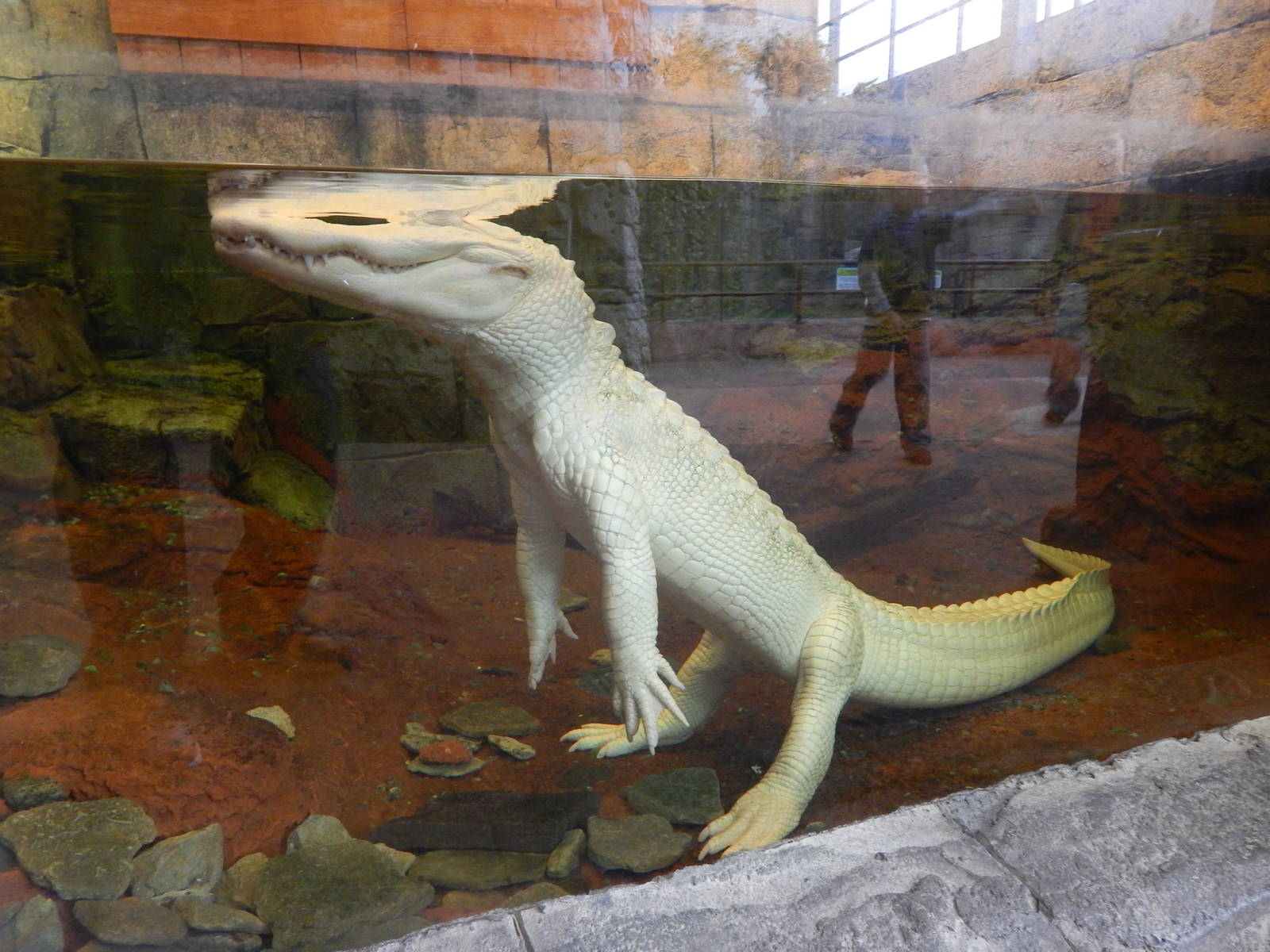 Jan. 2014 - Rainforest - White Alligator - Snowball