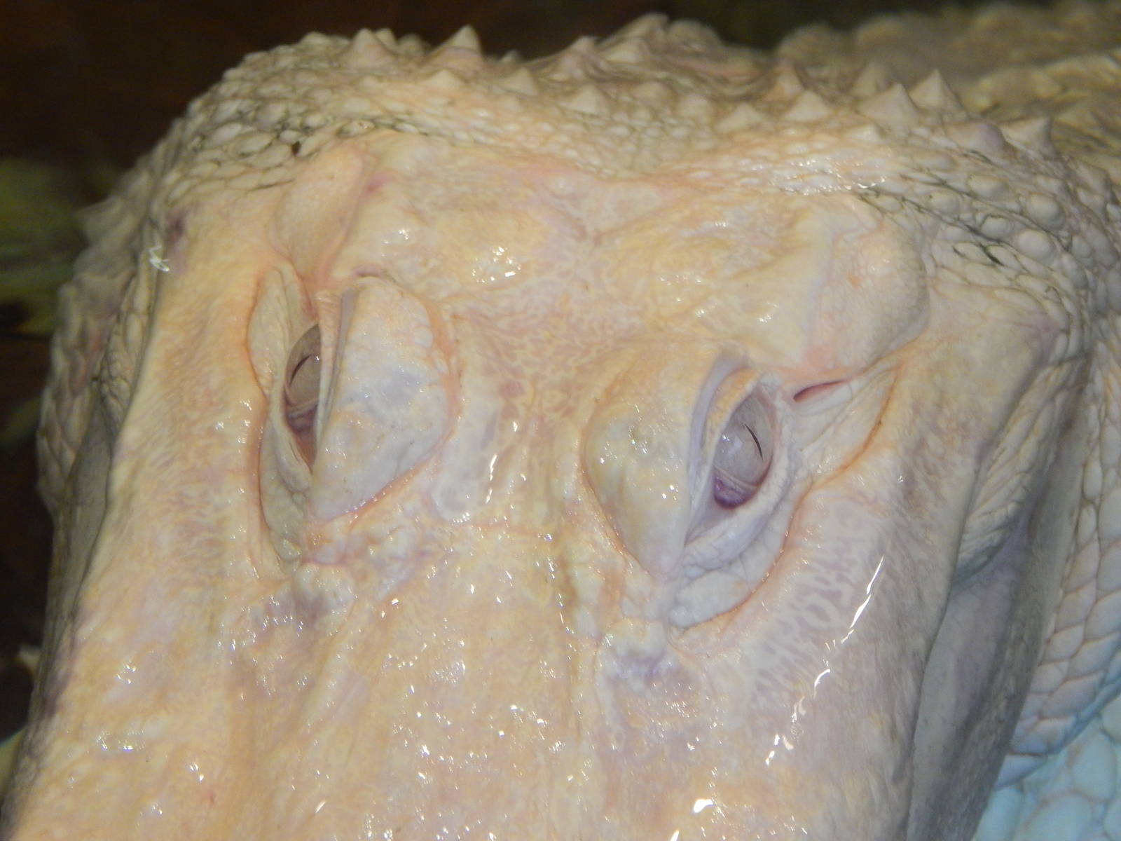 Jan. 2014 - Rainforest - White Alligator - Snowball