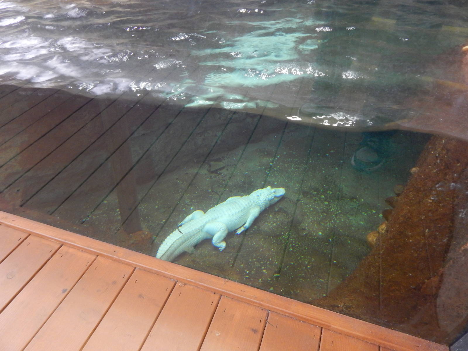 Jan. 2014 - Rainforest - White Alligator - Snowflake