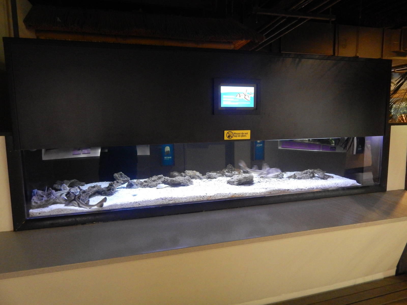 Jan. 2014 - Shore Gallery - Port Jackson Shark Exhibit