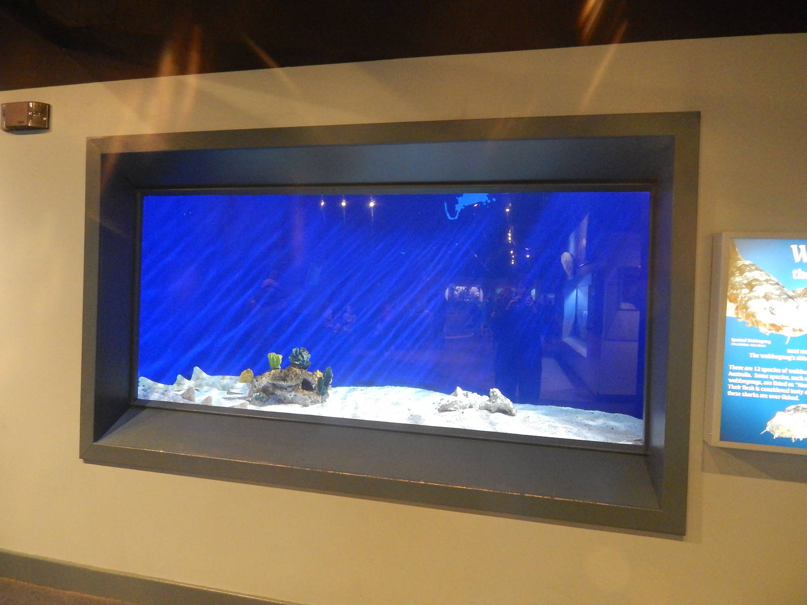 Jan. 2014 - Shore Gallery - Wobbegong Shark Exhibit
