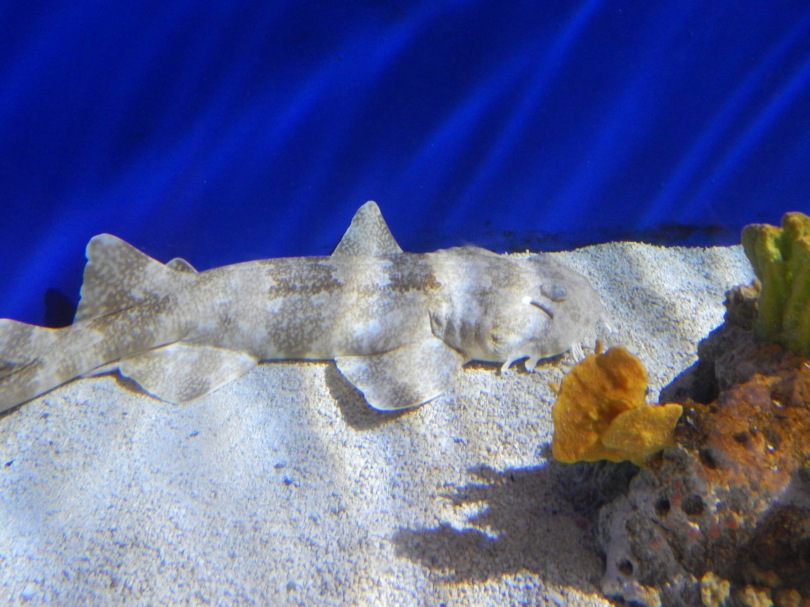 Jan. 2014 - Shore Gallery - Wobbegong Shark