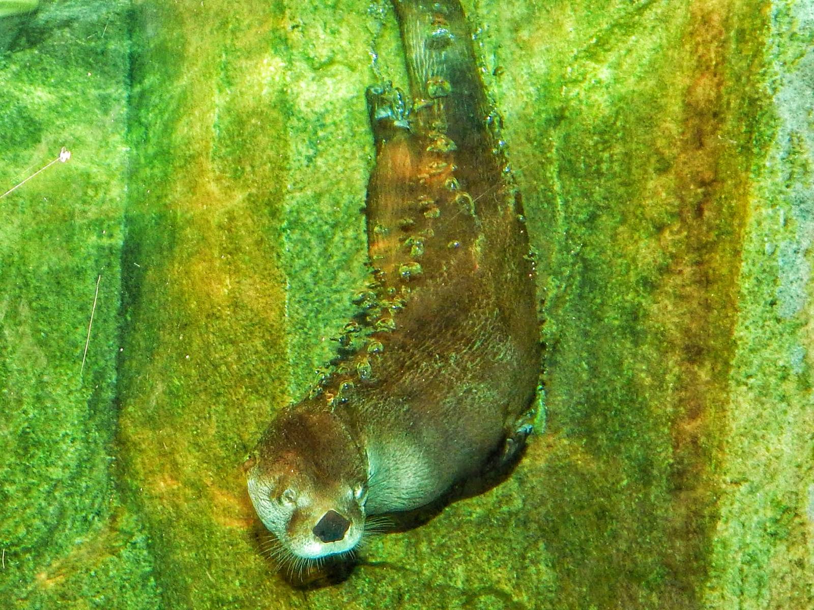 Jan. 2014 - Small Mammal House - North American River Otter
