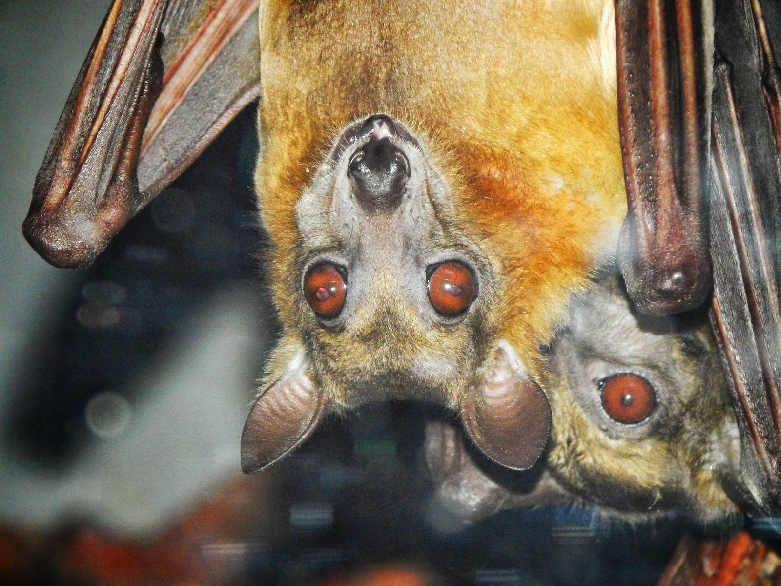 Jan. 2014 - Small Mammal House - Straw-colored Fruit Bat