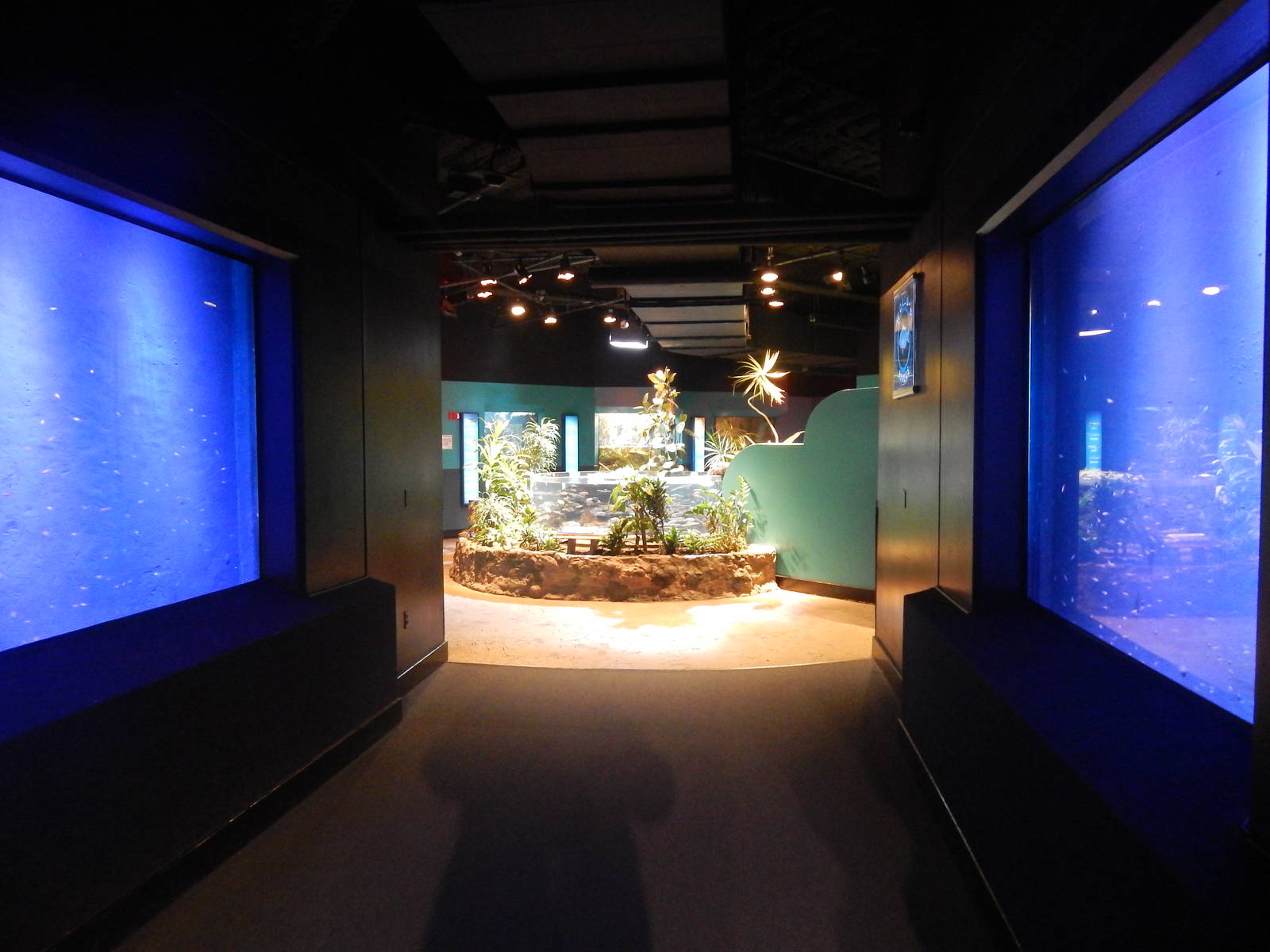 Jan. 2014 - Start of the Aquarium Exhibits