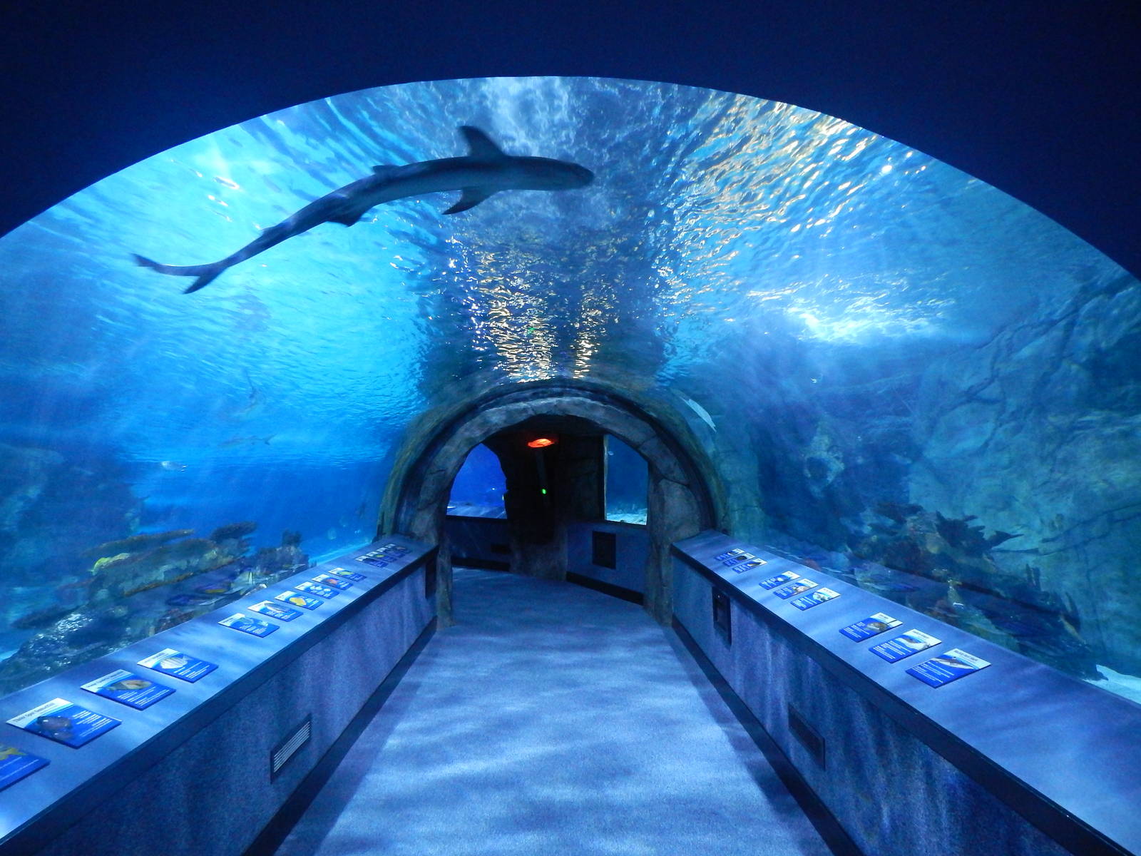 Jan. 2014 - Surrounded by Sharks - First Tunnel (23+ species)