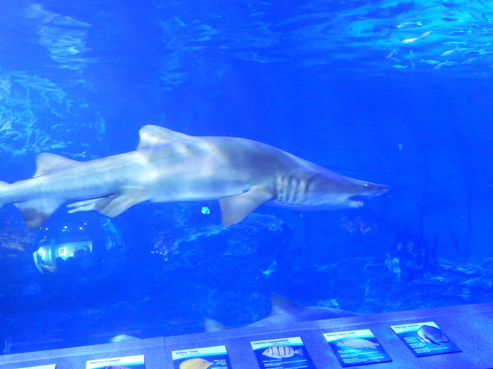 Jan. 2014 - Surrounded by Sharks - Sand Tiger Shark