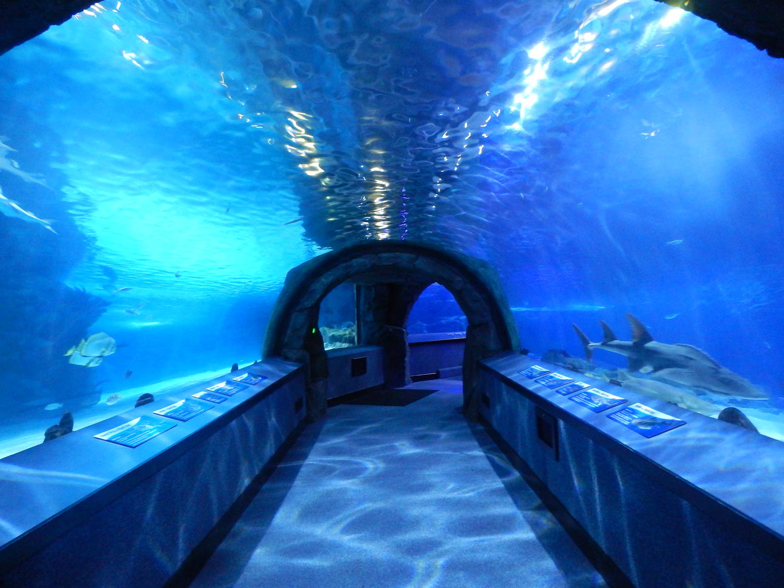 Jan. 2014 - Surrounded by Sharks - Second Tunnel (23+ species)