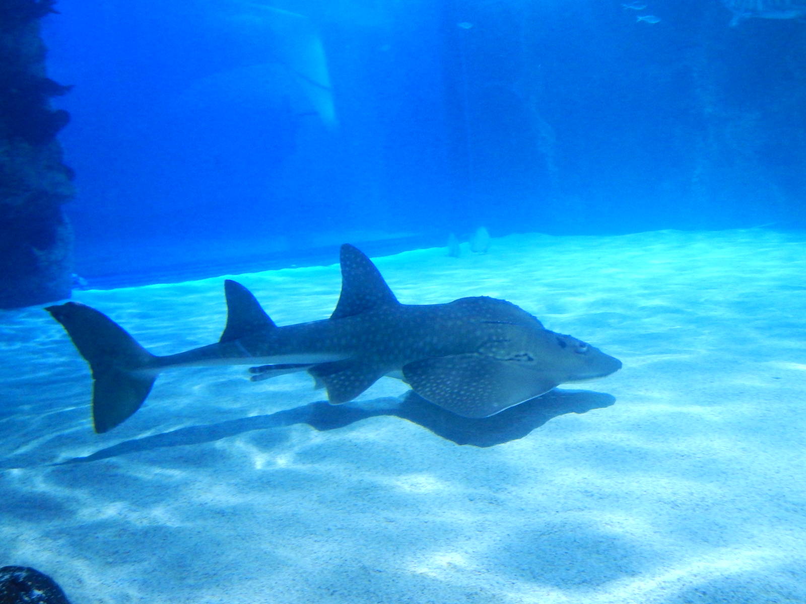 Jan. 2014 - Surrounded by Sharks - Shark Ray