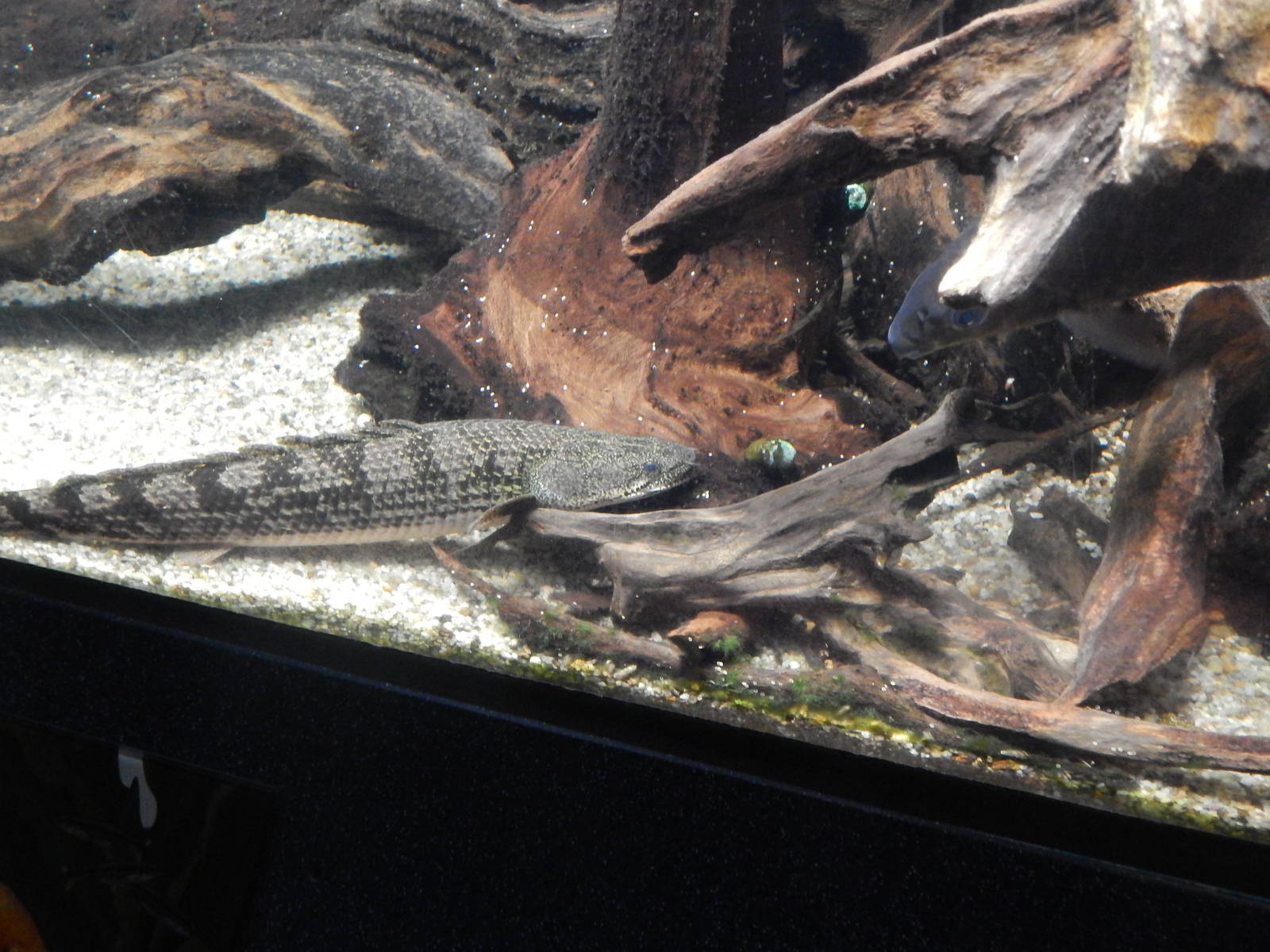 Jan. 2014 - World Rivers - Barred Bichir