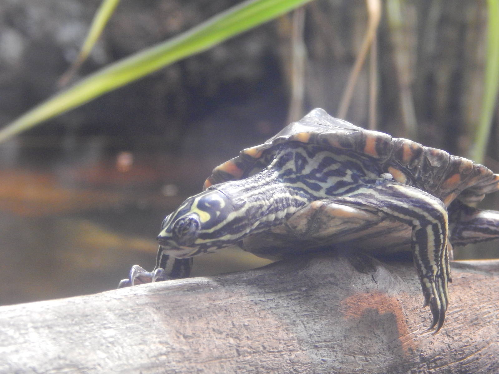 Jan. 2014 - World Rivers - Ringed-map Turtle
