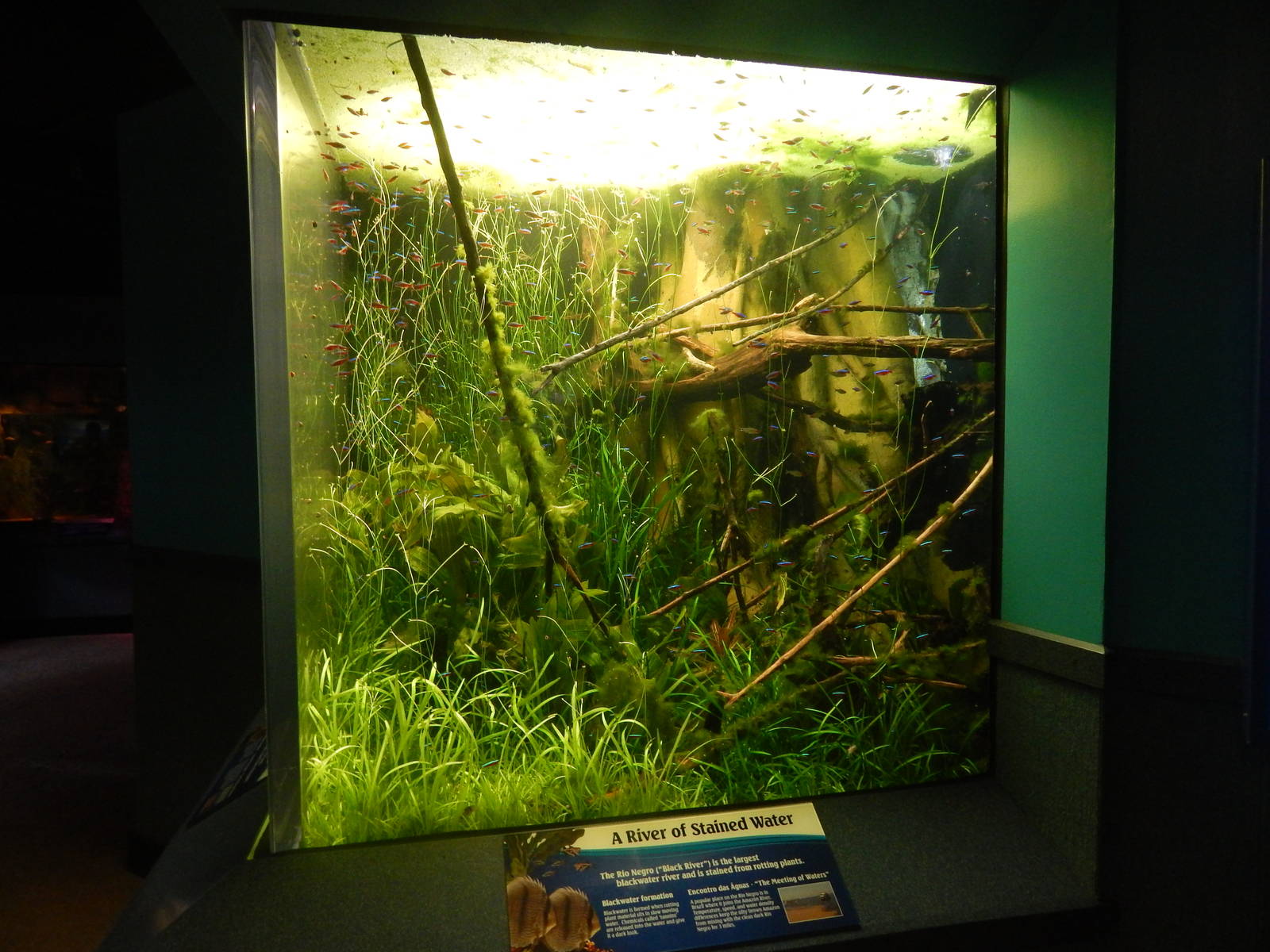 Jan. 2014 - World Rivers - Rio Negro Exhibit
