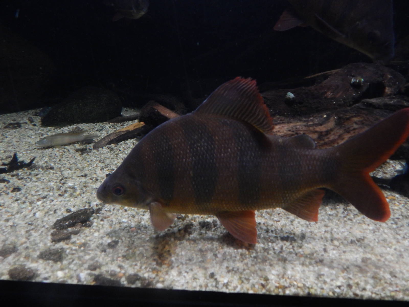 Jan. 2014 - World Rivers - Sixbar Distichodus