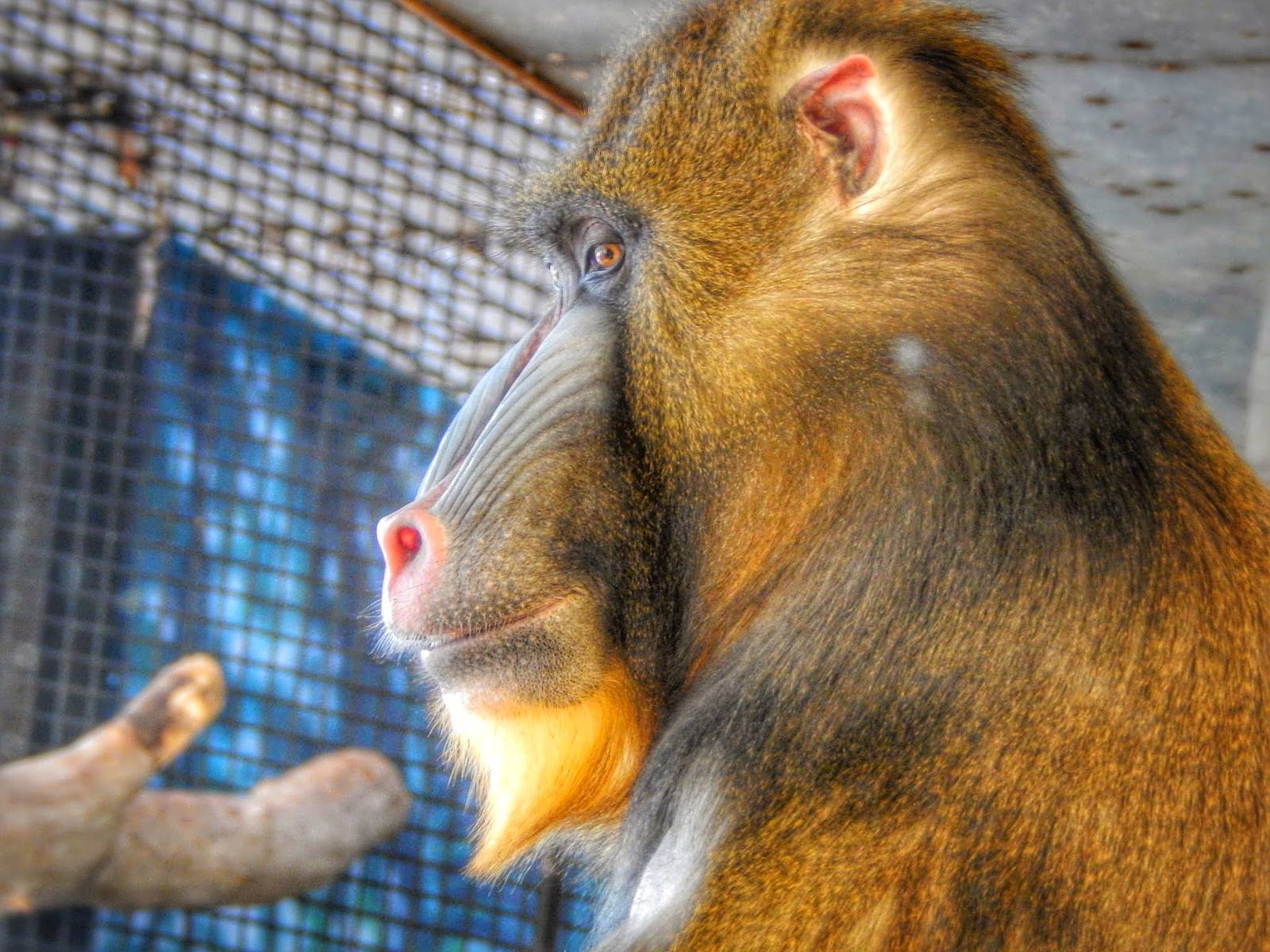 Jan. 2015 - Apes of Africa + Primates of the World - Mandrill