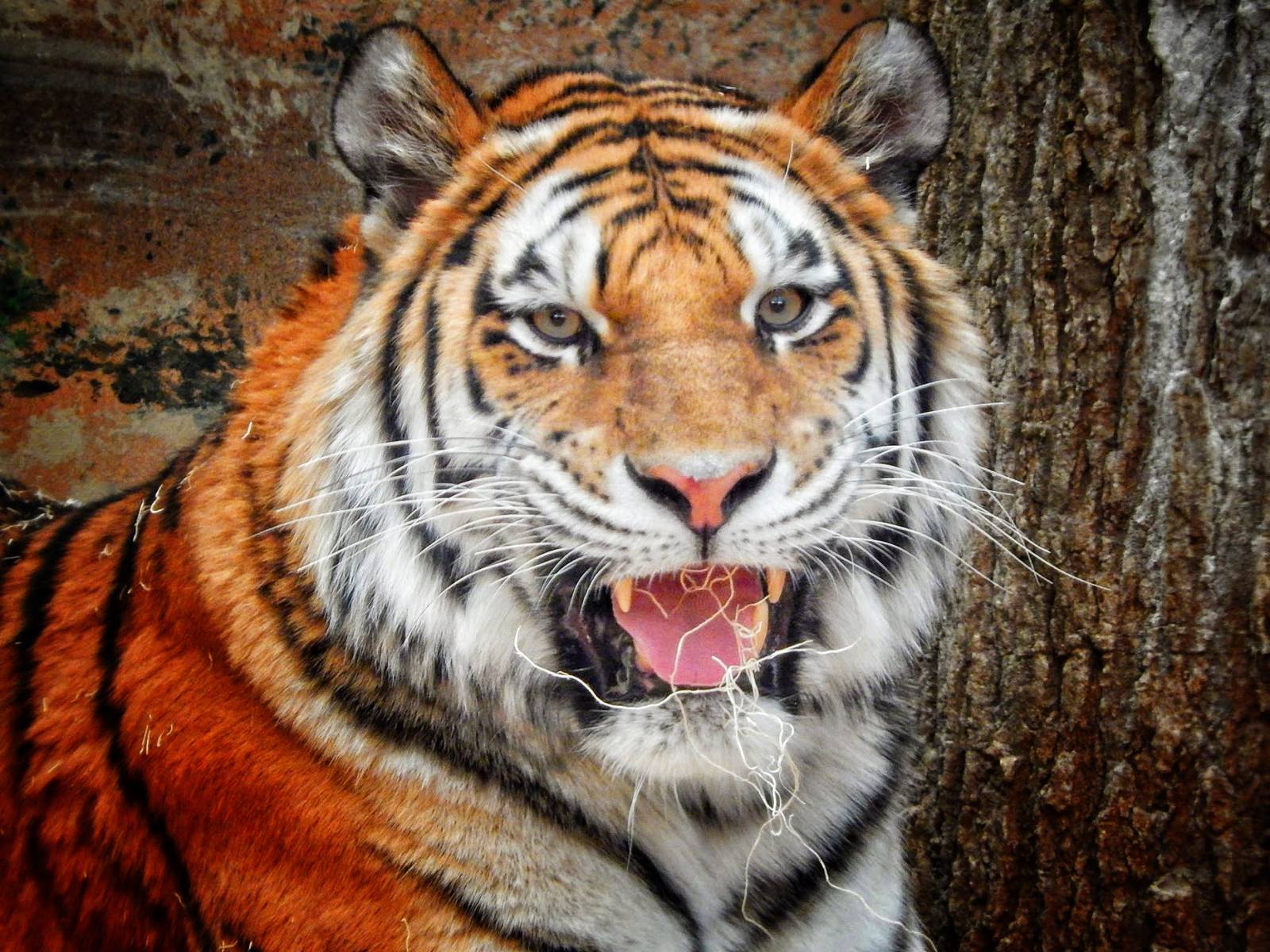 Jan. 2015 - Big Cat Country - Amur Tiger