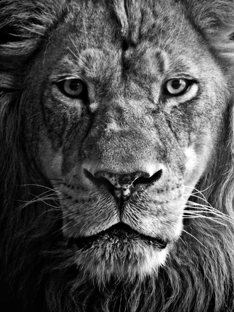 Jan. 2015 - Lion (Themba) - Milwaukee County Zoo