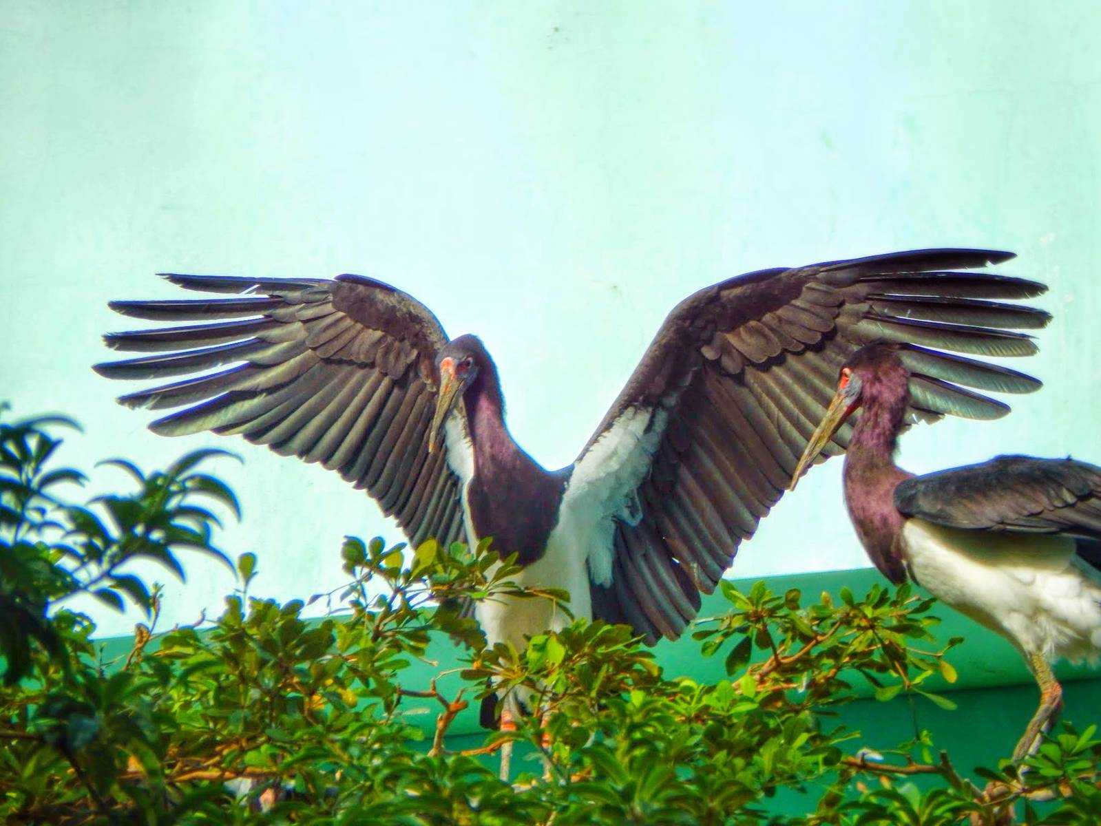 Jan. 2015 - Mahler Family Aviary - Abdims Storks