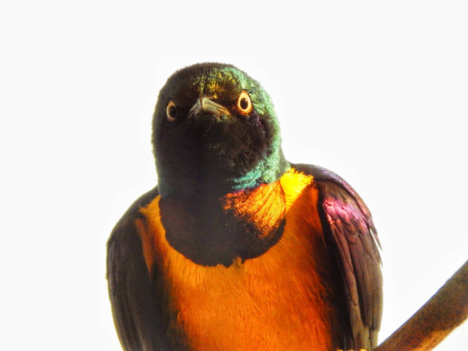 Jan. 2015 - Mahler Family Aviary - Golden-breasted Starling