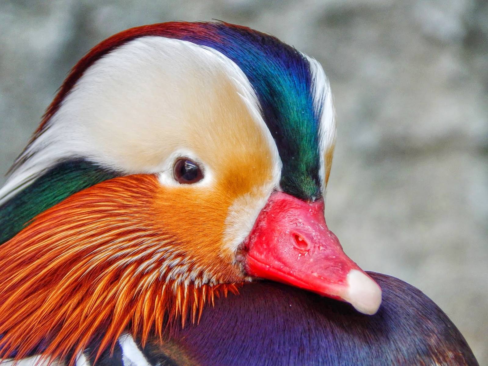 Jan. 2015 - Mahler Family Aviary - Mandarin Duck