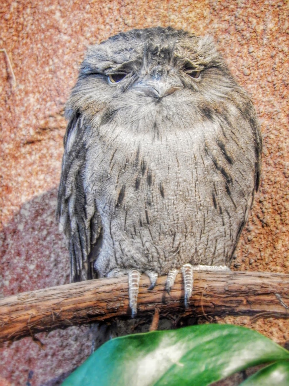 Jan. 2015 - Mahler Family Aviary - Tawny Frogmouth