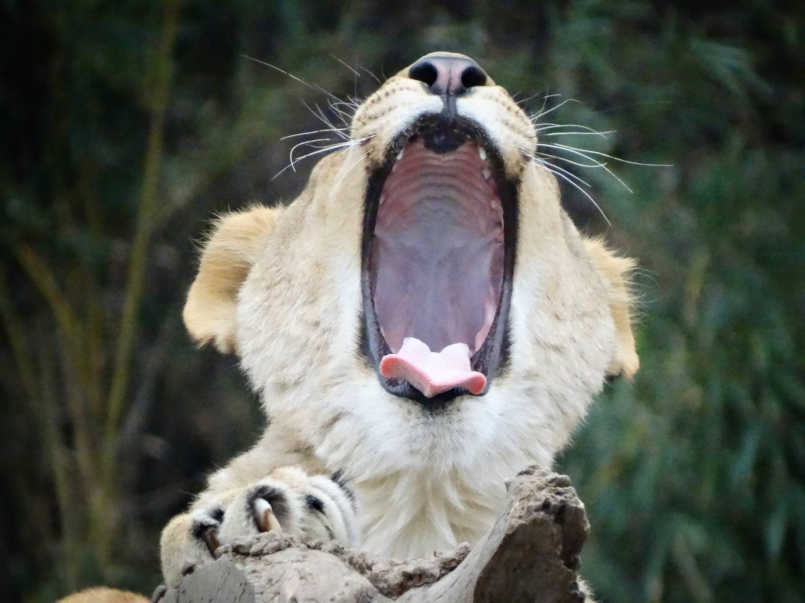 Jan. 2016 - Africa - Lioness Yawn