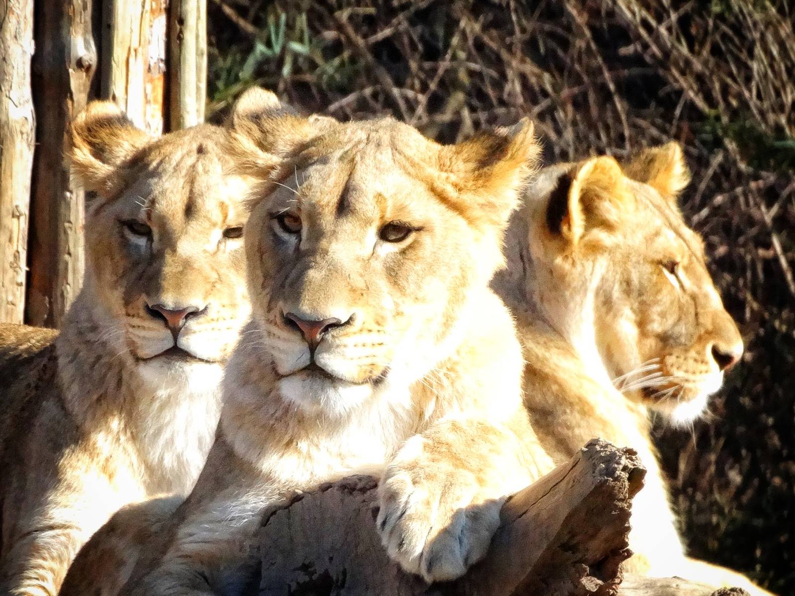 Jan. 2016 - Africa - Lionesses