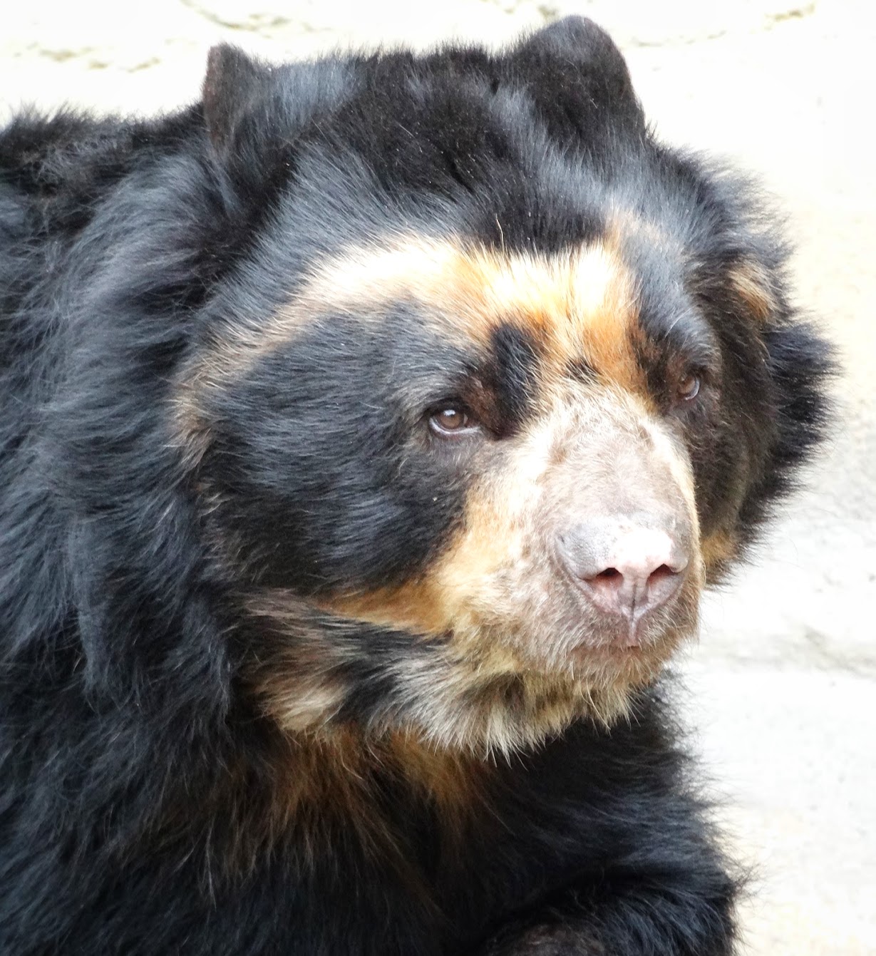Jan. 2016 - Bear Hill - Chester - Spectacled Bear