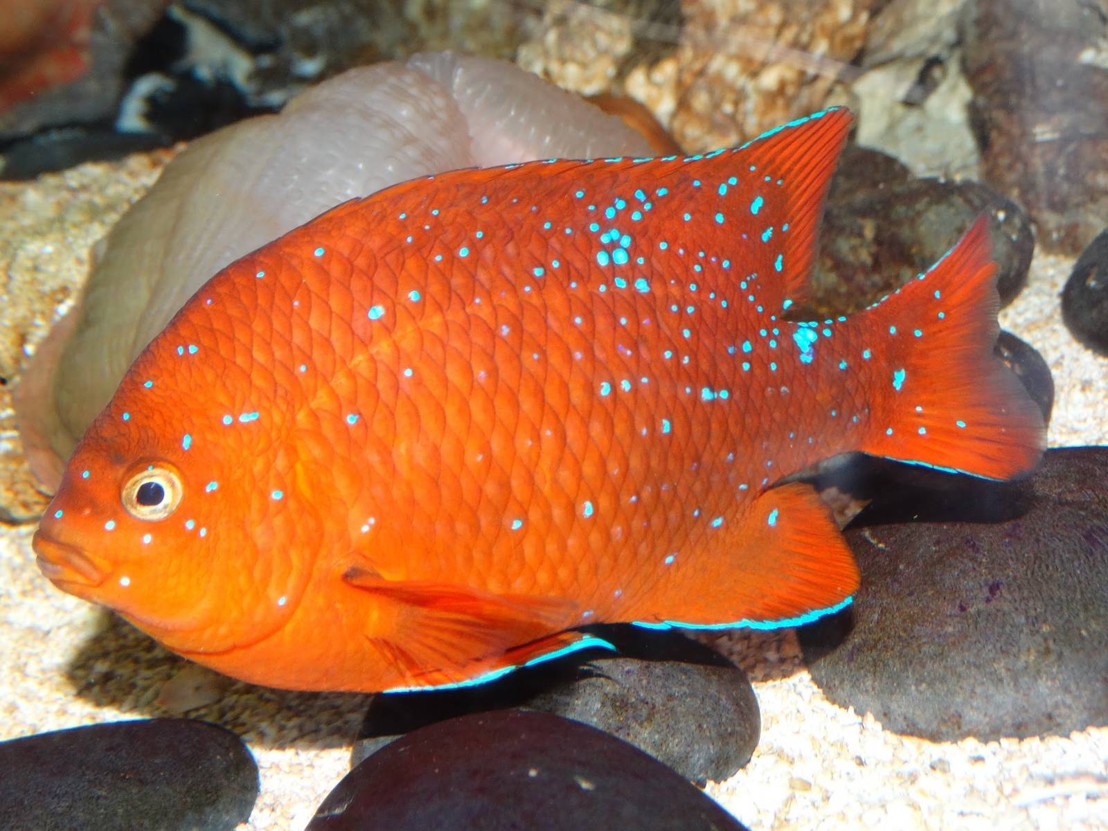 Jan. 2016 - Bizarre + Beautiful - Gariboldi