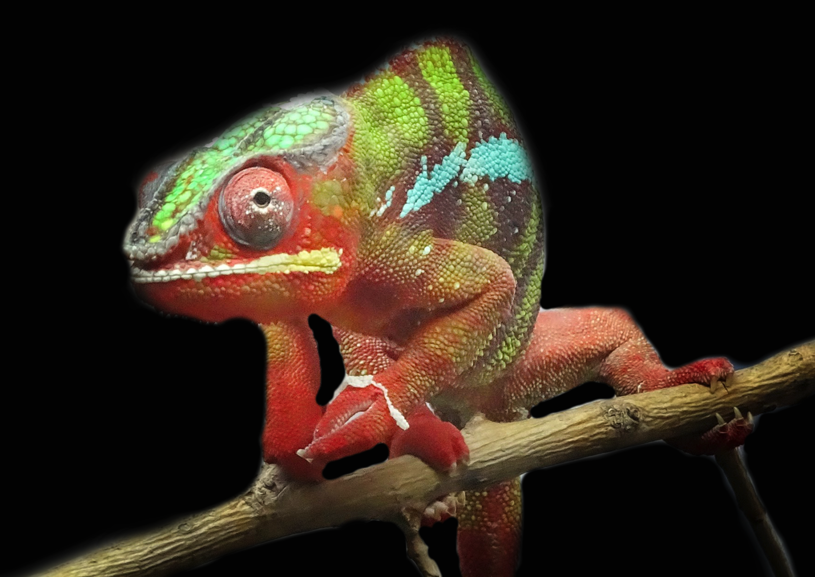 Jan. 2016 - Canyon Falls - Panther Chameleon