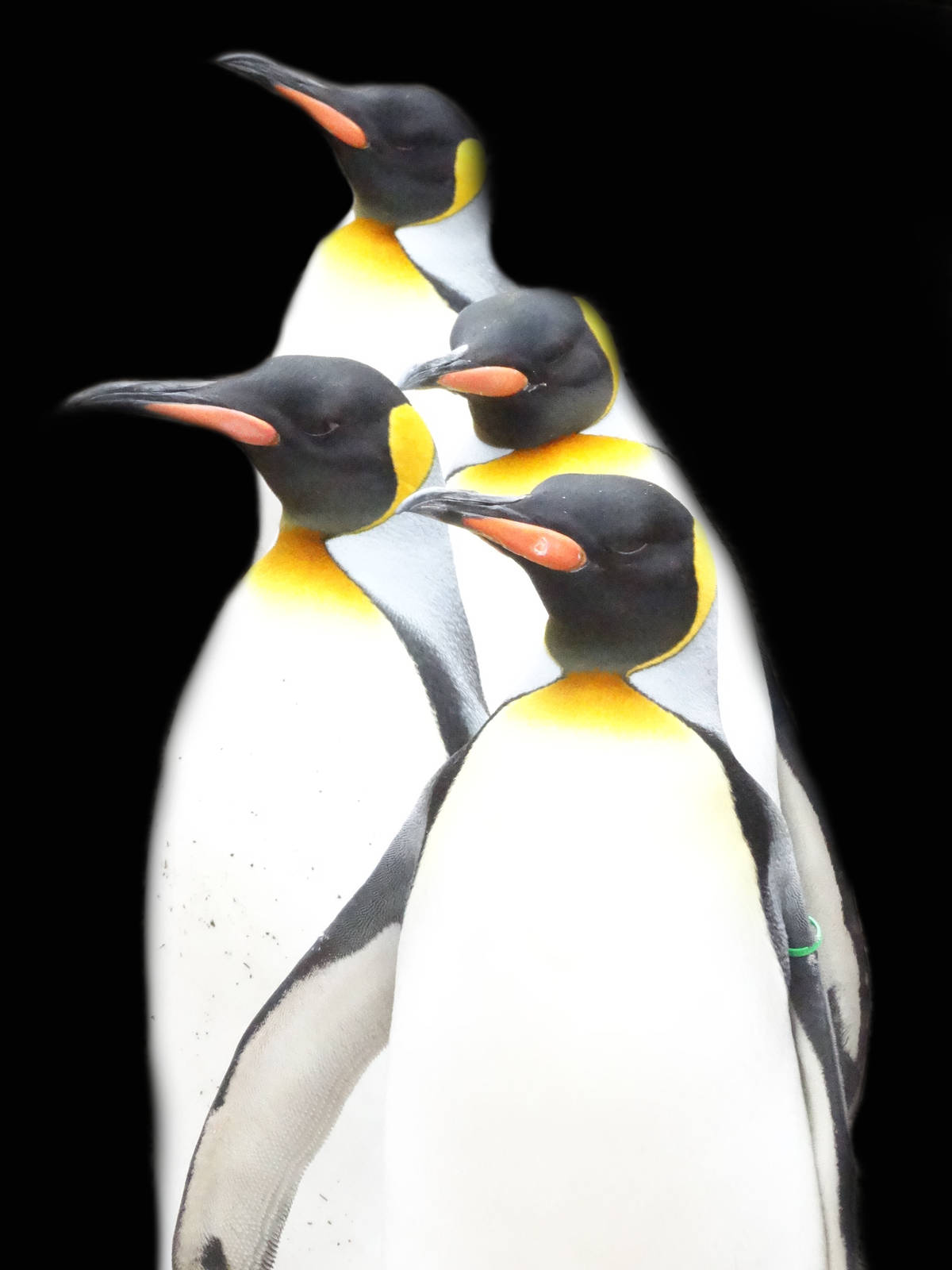 Jan. 2016 - Children's Zoo - King Penguins