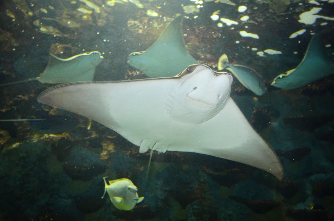 Jan. 2016 - Coral Reef - Cownose Rays