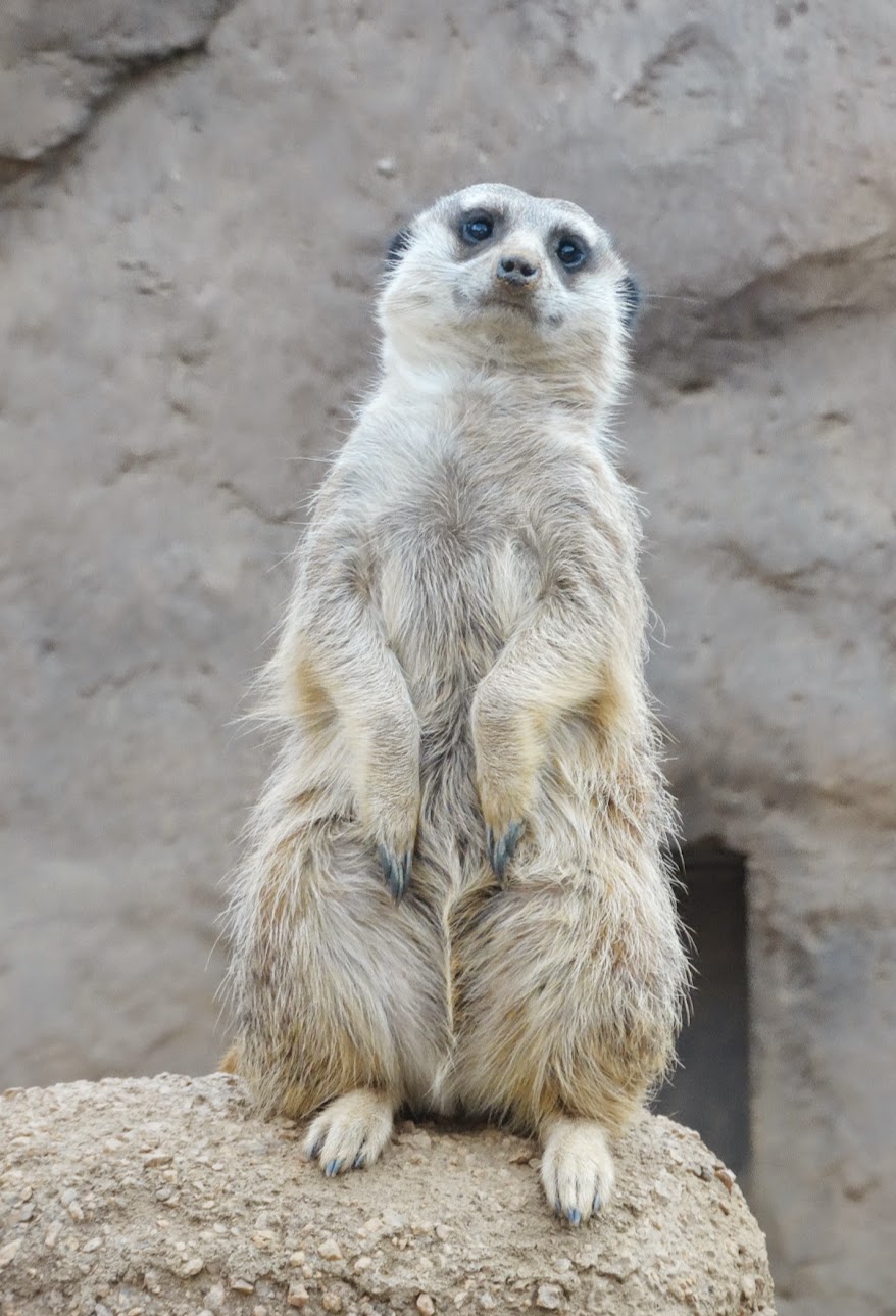 Jan. 2016 - Deserts - Meerkat