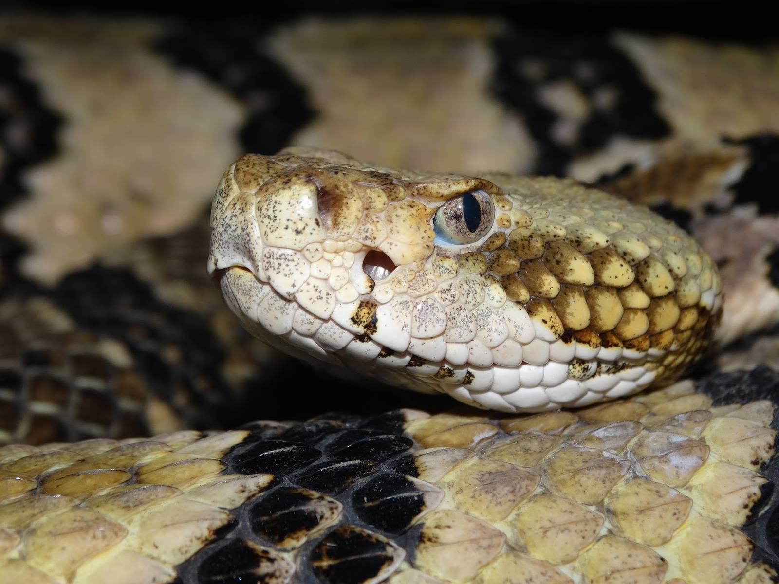 Jan. 2016 - Deserts - Timber Rattlesnake
