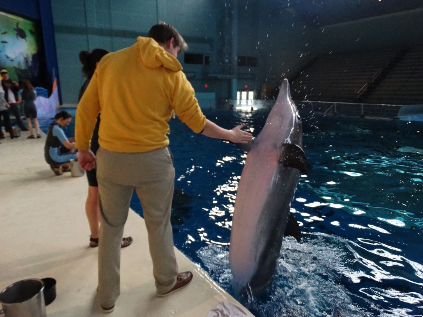 Jan. 2016 - Dolphin Interaction