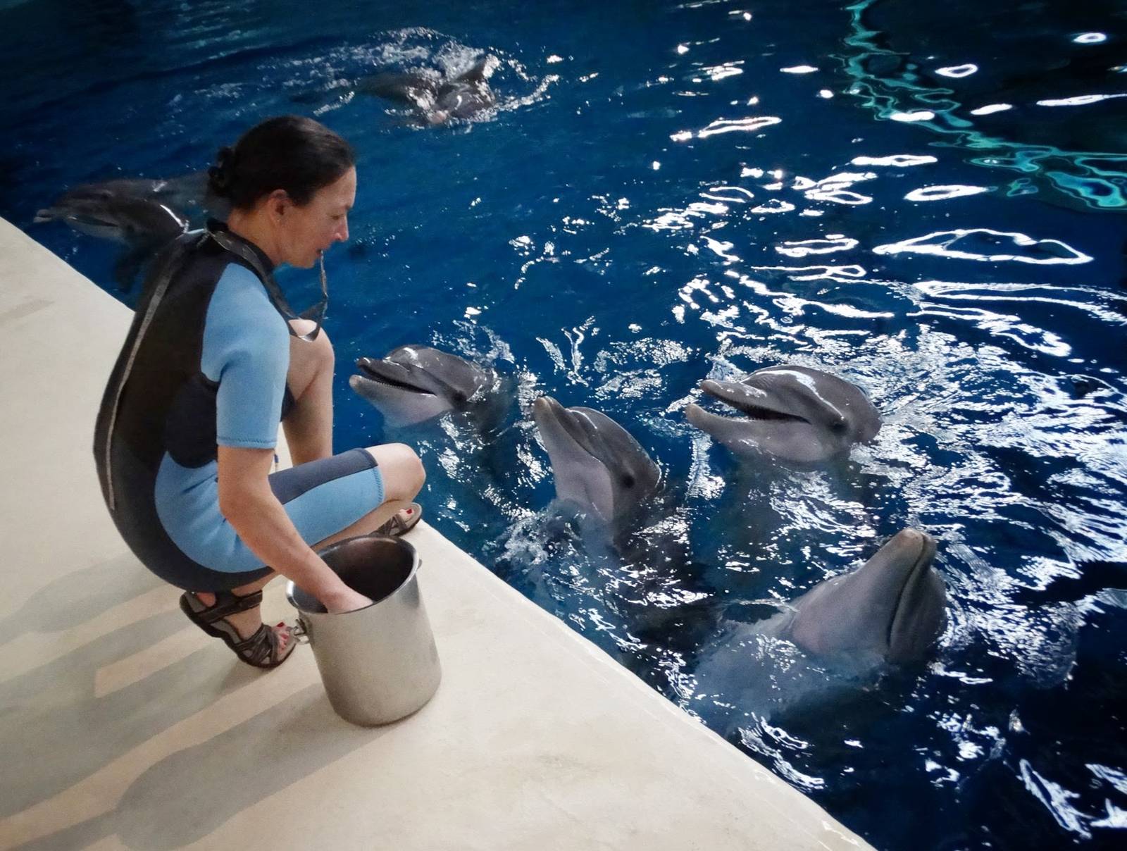 Jan. 2016 - Dolphin Pavilion - Dolphin Experience